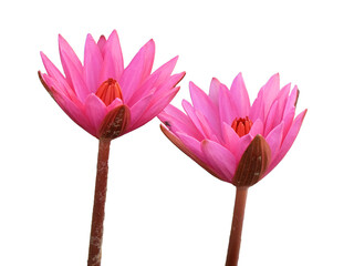 Two pink lotus flowers taken close-up, isolated.