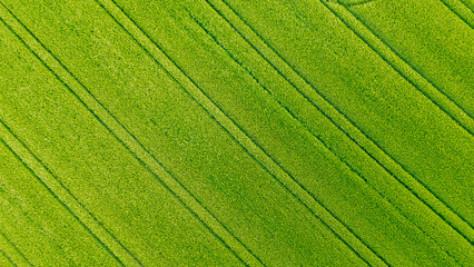 Wheat field top view, background texture. Agricultural field, young green wheat © nikkimeel
