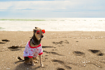 Funny pet with goggles playing in the sand by the sea, dog in a T-shirt enjoying a beach holiday,...