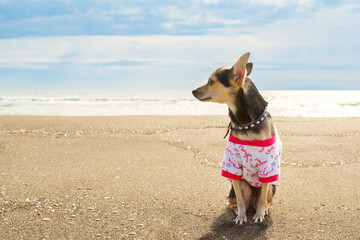 Happy dog relaxing on the sand, pet on a summer holiday enjoying the sandy seashore © yta