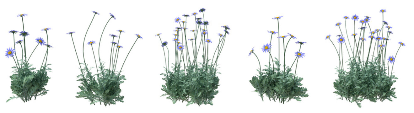 Set of Aster amelle flowers with isolated on transparent background. PNG file, 3D rendering illustration, Clip art and cut out