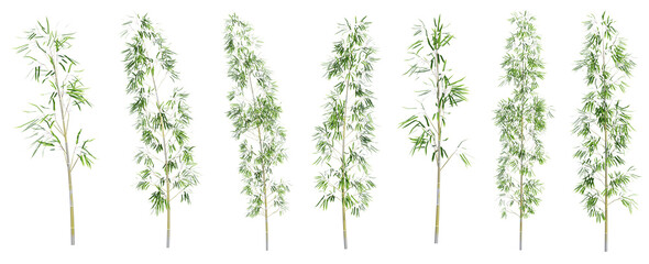 Set Bamboo Trees With Isolated