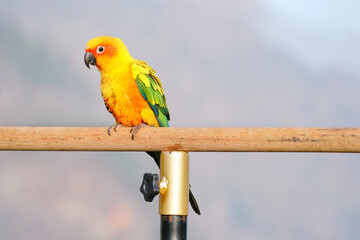 Sun Conure parrot bird standing on branch.