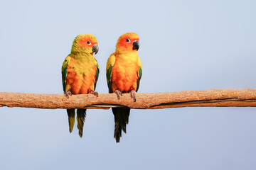 Sun Conure parrot bird standing on branch.