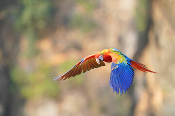  Camelot macaw feathered parrot  bird flying free..
