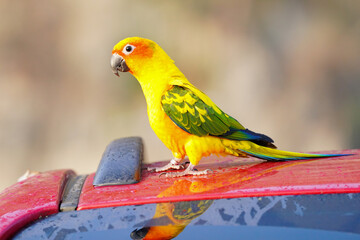 Sun Conure parrot bird 