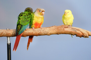 Green-Cheeked Conure parrot on a branch