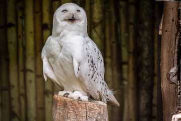 Snowy owl