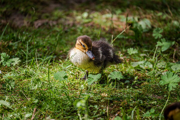Duckling
