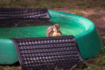 Duckling swims in water