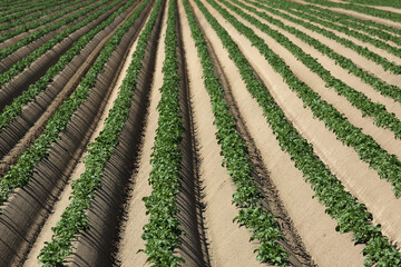 agricultural field sown with potatoes - 609632960