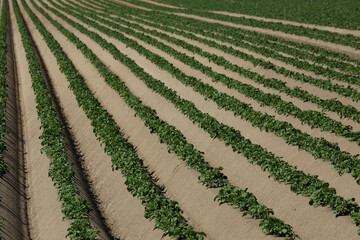 agricultural field sown with potatoes - 609632965