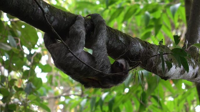 Three finger sloth climbing on a tree Costa Rica Rainforest 4K