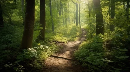 Tuinposter Bosweg Enchanting Forest Trails  © AndyPS