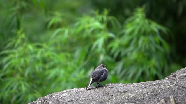 young plumbeous water redstart (Phoenicurus fuliginosus) 
standing on boulder with green vegetation in background, Nepal, 2023
