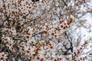 Beautiful almond tree blooming