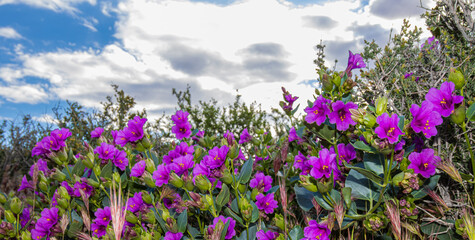 Purple Four O'Clock Flowers and The Rainbow Mountains  at The White Rock Trailhead, Red Rock National Conservation Area, Las Vegas, Nevada, USA