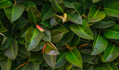 A close up photo of Selective focus green leaves of rubber fig on the tree, Ficus elastica is a...