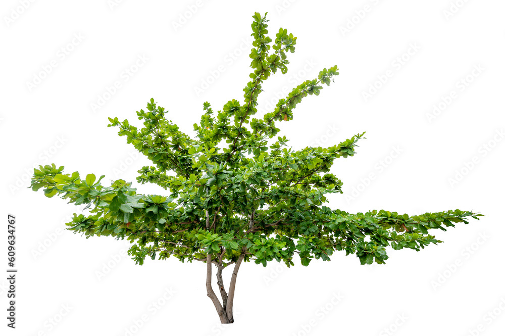 Wall mural isolated trees on transparent background png file