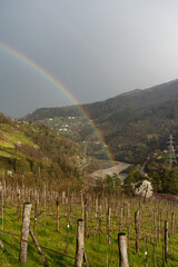 Rainbow over the vineyard