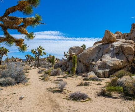 Joshua Trees and Rock Formations in The Hemmingway Buttress Area , Joshua Tree National Park, California, USA