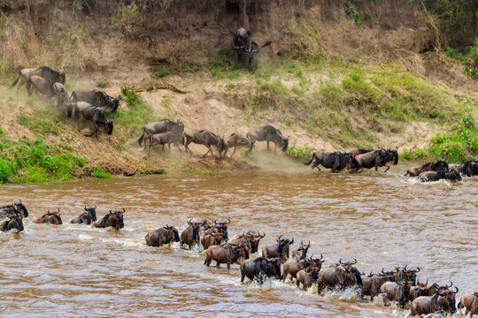 Wildebeest crossing the Mara river in Serengeti national park, Tanzania. Great migration