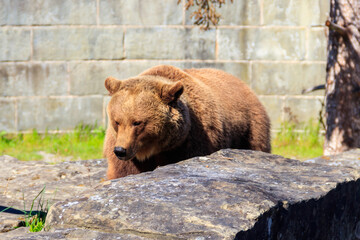 Bear in Bear Pit in Bern, Switzerland. Bear is a symbol of Bern city