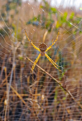 Huge spider (Argiope lobata,  Araneidae) on a web, Krimea