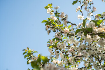 Blooming cherry tree in the garden