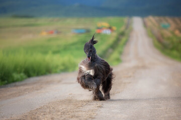 Afghan hound dog is running in the field in summer at sunset