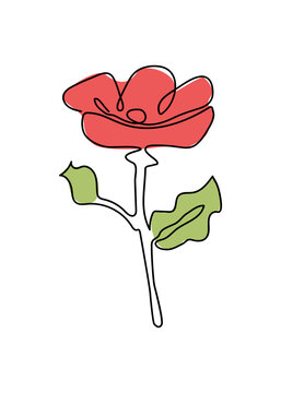 Poppy, a flower line art. Vector drawing  Poppy. Vegetable, floral, abstract. Vector illustration on isolated background.