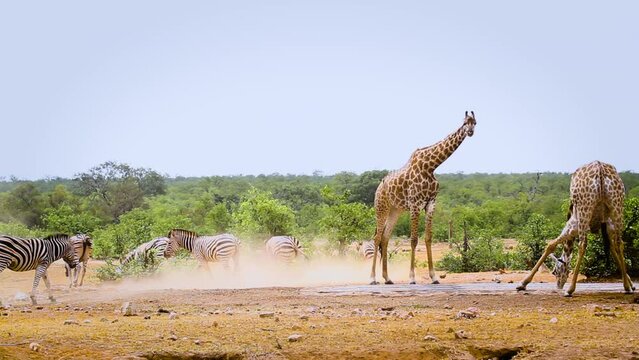 Two Giraffes and plain zebras drinking in waterhole in Kruger National park, South Africa ; Specie Giraffa camelopardalis family of Giraffidae
