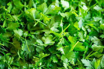 Fototapeta na wymiar green fresh background of fresh natural parsley