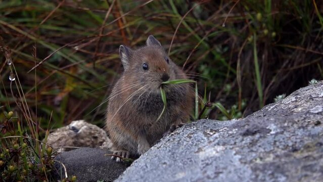 Himalayan pika (Ochotona himalayana) chewing on grass close up

Close up shot from Nepal, 2023
