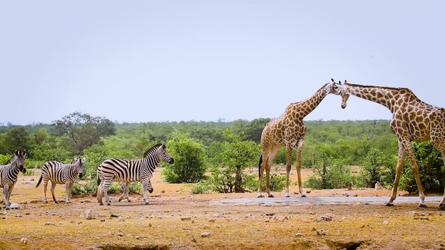 Two Giraffes and plain zebras drinking in waterhole in Kruger National park, South Africa ; Specie Giraffa camelopardalis family of Giraffidae