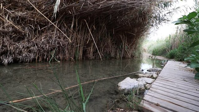 A stream from Ma'in that originates between dense red reeds in the Einat Tzukim nature reserve. in the north of the Dead Sea, Israel