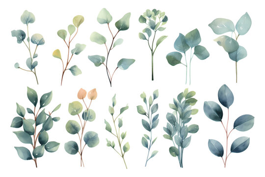 Set of beauty watercolor vector branches of eucalyptus