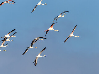 Greater flamingos,  Phoenicopterus roseus, in the marsh of the Albufera of Valencia