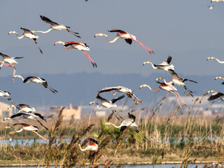 Greater flamingos,  Phoenicopterus roseus, in the marsh of the Albufera of Valencia