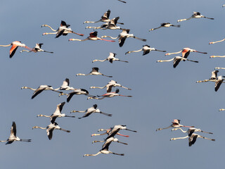 Greater flamingos,  Phoenicopterus roseus, in the marsh of the Albufera of Valencia