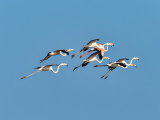 Greater flamingos,  Phoenicopterus roseus, in the marsh of the Albufera of Valencia