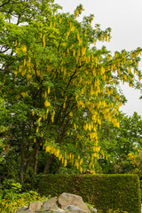 Laburnum anagyroides Goldregen Habitus in Blüte