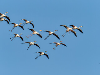 Greater flamingos,  Phoenicopterus roseus, in the marsh of the Albufera of Valencia