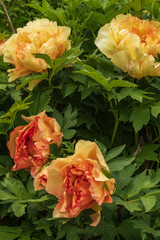 Paeonia lutea Hybride Spellbound Detail Blüte