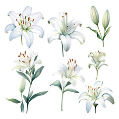 Set of watercolor vector beauty white lilies