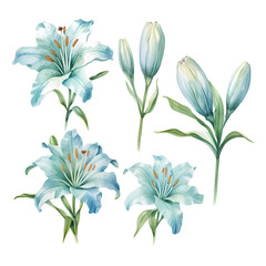 Set of watercolor vector light blue lilies