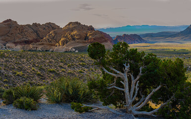 Yucca Cactus and The Calico Hills From The High Point Overlook, Red Rock National Conservation...