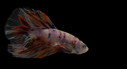 pet with fins in aquarium. tropical animal. betta fish nature in water.beautiful tail exotic siamese. background  fancy isolated aquatic. fighting aggressive motion. domestic, white, black, biology, m