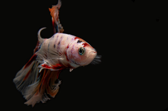 pet with fins in aquarium. tropical animal. betta fish nature in water.beautiful tail exotic siamese. background  fancy isolated aquatic. fighting aggressive motion. domestic, white, black, biology, m