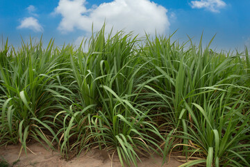 Sugarcane fields growing under a clear sky